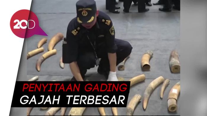 Bea Cukai China Sita 7,48 Ton Gading Selundupan