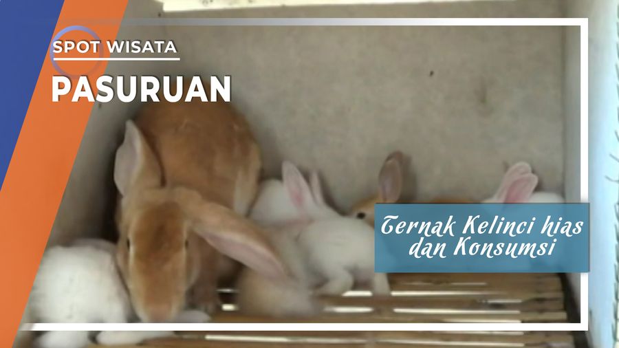 Ternak Kelinci Hias dan Konsumsi di Pasuruan