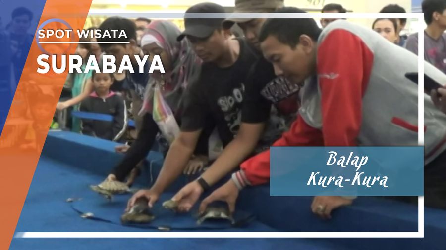 Lomba Balap Kura-Kura Surabaya
