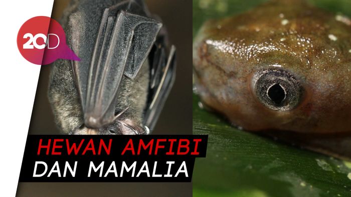 Ini Loh Cebong, Ini Loh Kampret