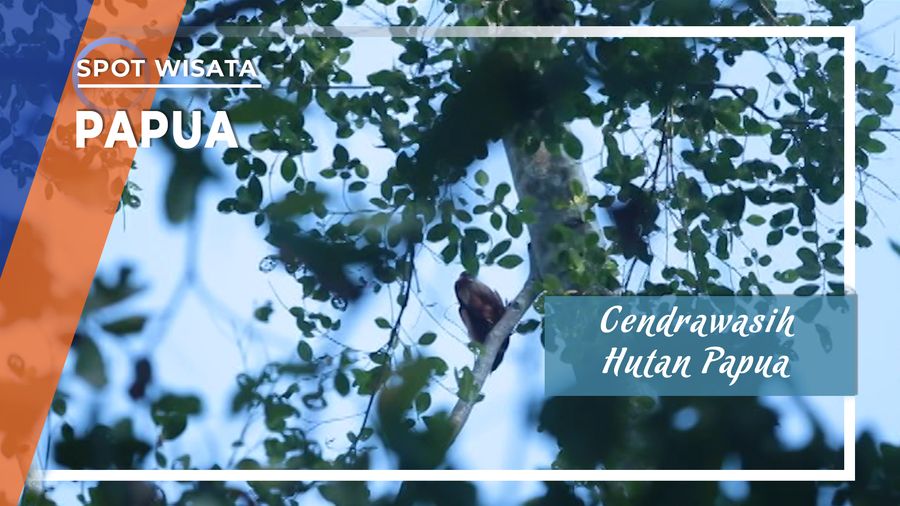 Cendrawasih, Burung Cantik Penghuni Hutan Kapisawar di Papua Barat