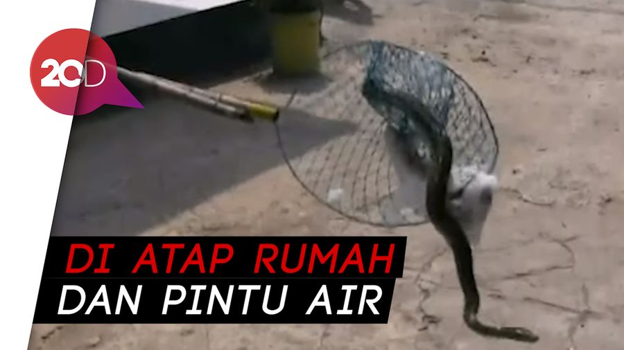 Dalam Sehari, 2 Ekor Ular Sanca Gegerkan Warga Pademangan
