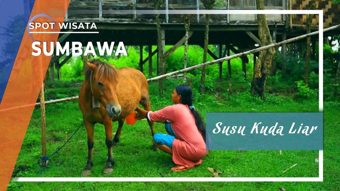 Susu Kuda Liar Andalan Masyarakat Sumbawa, NTB