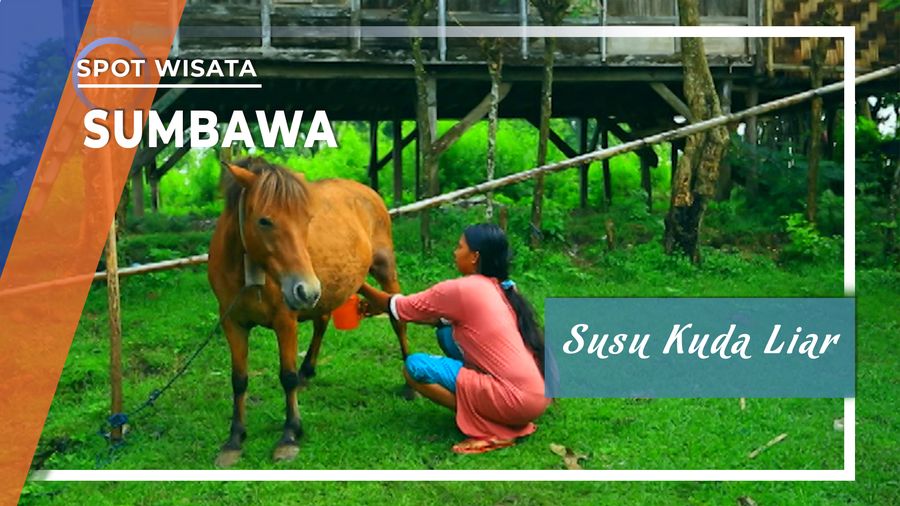 Susu Kuda Liar Andalan Masyarakat Sumbawa, NTB