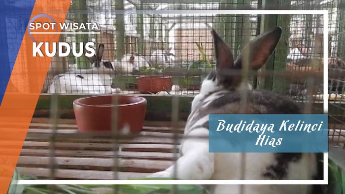 Budidaya Kelinci Hias Impor di Kudus