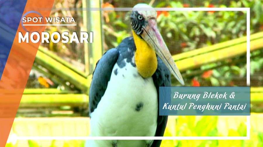 Pantai Morosari Habitat Alami Si Burung Blekok dan Si Burung Kuntul