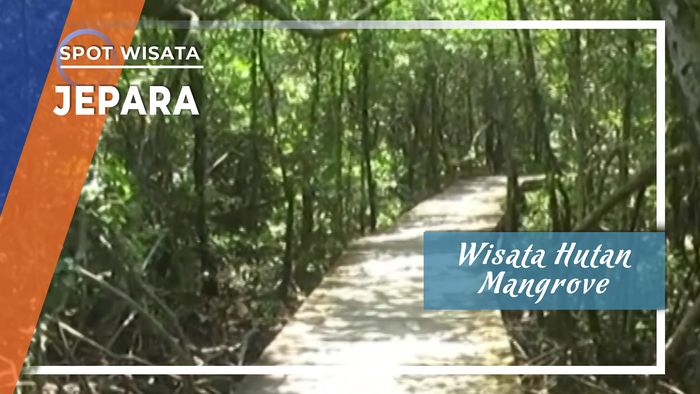Wisata Hutan Mangrove Terlebat di Pulau Jawa ada di Jepara