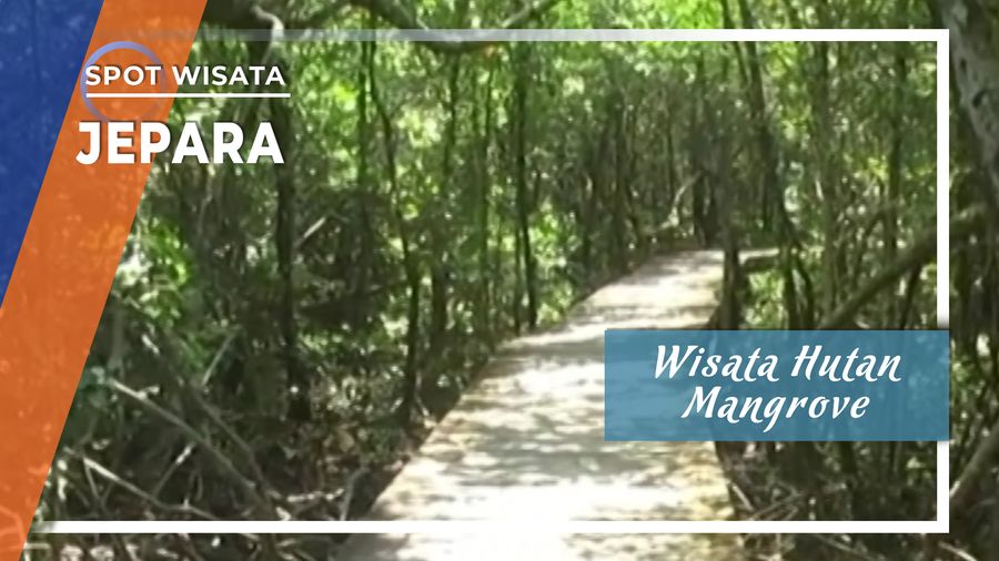 Wisata Hutan Mangrove Terlebat di Pulau Jawa ada di Jepara