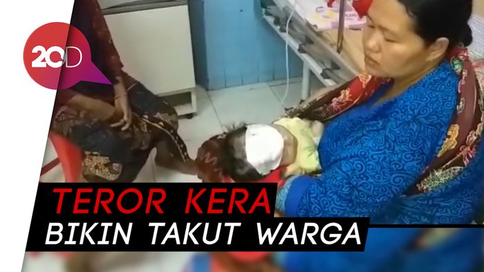 Kera Besar Teror Probolinggo: Balita Dicakar, Anak Kecil Diserang