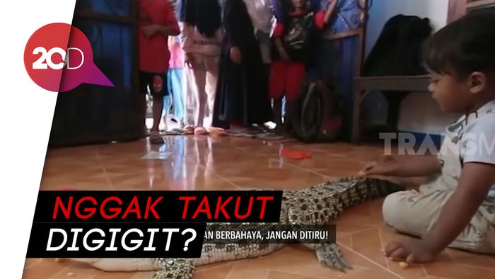 Ngeri! Balita di Tangerang Pelihara Buaya Muara dan Ular Sanca