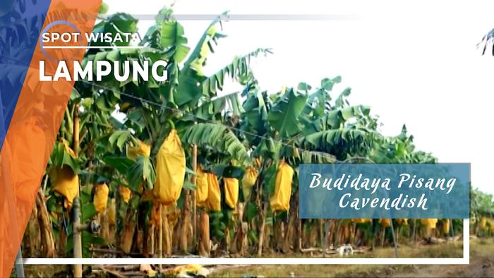 Budidaya Pisang Cavendish, Lampung Timur
