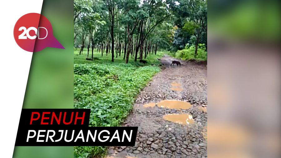 Deg-degan! Saat Petugas Logistik Pemilu di Garut Dihadang Babi Hutan