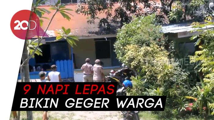 Memburu Napi Kabur dari Lapas Abepura