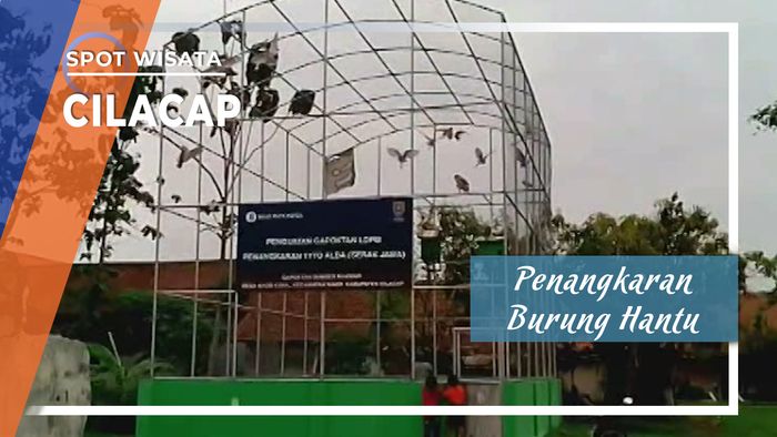 Penangkaran Burung Hantu dari Petani Lokal di Cilacap