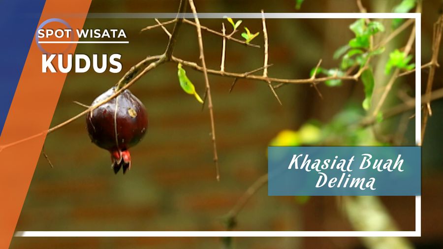 Buah Delima Merah, Hitam dan Putih, Buah Berkhasiat, Desa Colo Dawe , Kudus