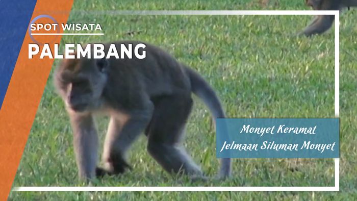 Monyet Keramat Jelmaan Pasukan Siluman di Stadion Patrajaya Plaju, Palembang
