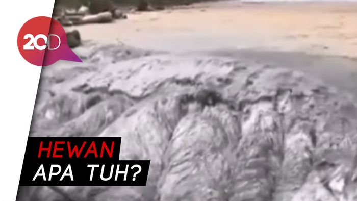 Ada Hewan Aneh, Warga Kalimatan Utara Kaget