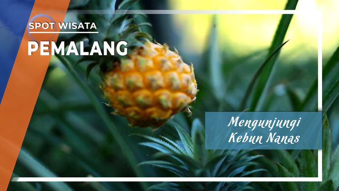 Mengunjungi Kebun Nanas Madu Khas Belik, Pemalang