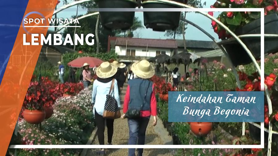 Menikmati Keindahan Taman Bunga Begonia, Lembang