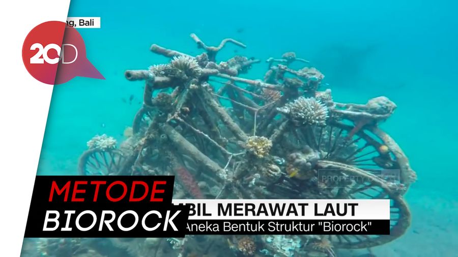 Belajar Merawat Laut dengan Transplantasi Terumbu Karang
