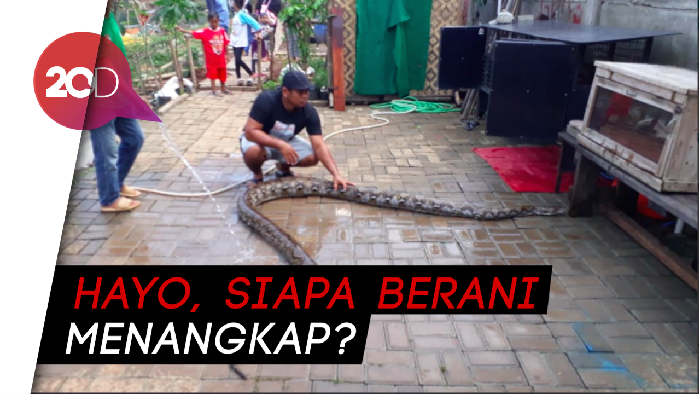 Waduh, 14 Ular Sanca Lepas Akibat Meluapnya Sungai Cikeas
