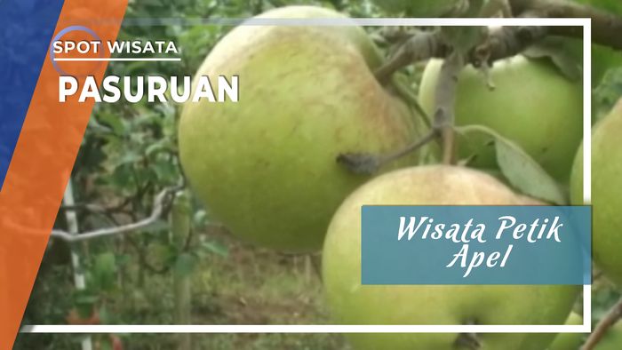 Sensasi Berwisata Petik Apel di Agrowista Andonosari, Pasuruan