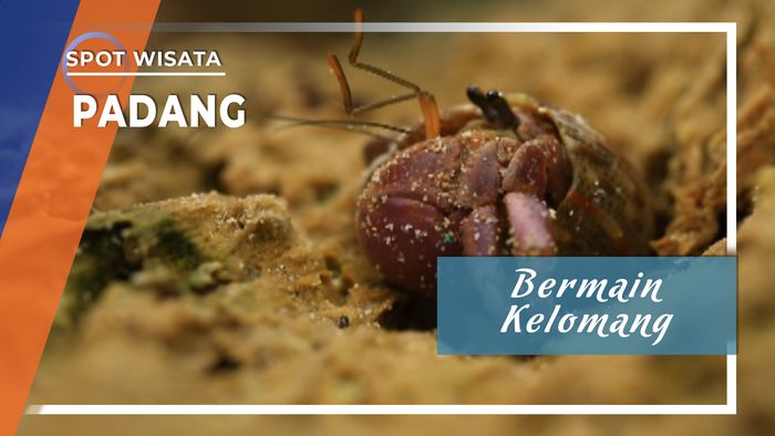 Bermain dengan Kelomang Kecil yang Lucu, Padang
