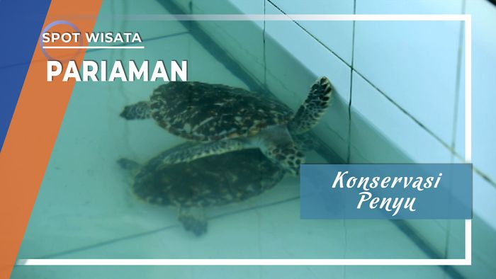 Koservasi Penyu, Pariaman, Sulawesi Selatan