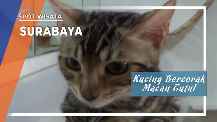 Kucing Bercorak Macan Tutul, Surabaya, Jawa Timur