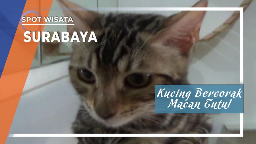 Kucing Bercorak Macan Tutul, Surabaya, Jawa Timur