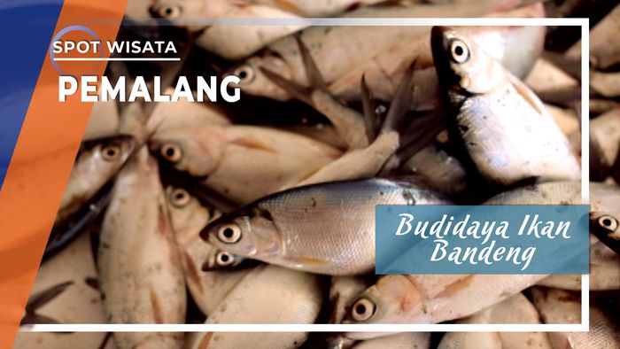 Budidaya Ikan Bandeng, Pemalang, Jawa Tengah