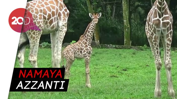 Hore! Bayi Jerapah Lahir dengan Selamat di Pasuruan