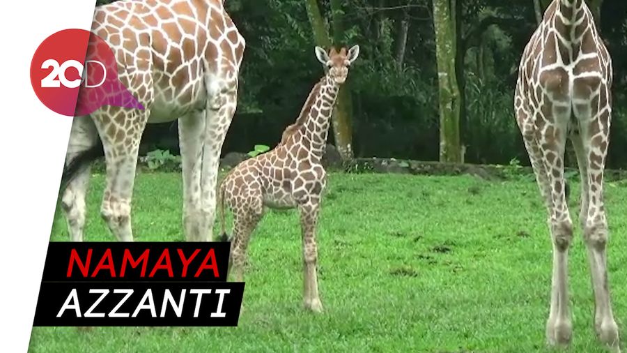 Hore! Bayi Jerapah Lahir dengan Selamat di Pasuruan