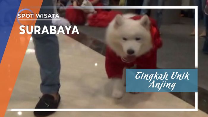 Tingkah Unik Anjing Berbagai Jenis Menjadi Model Peragaan Busana, Surabaya