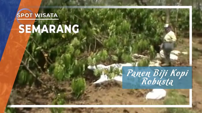 Panen Biji Kopi Robusta, Semarang