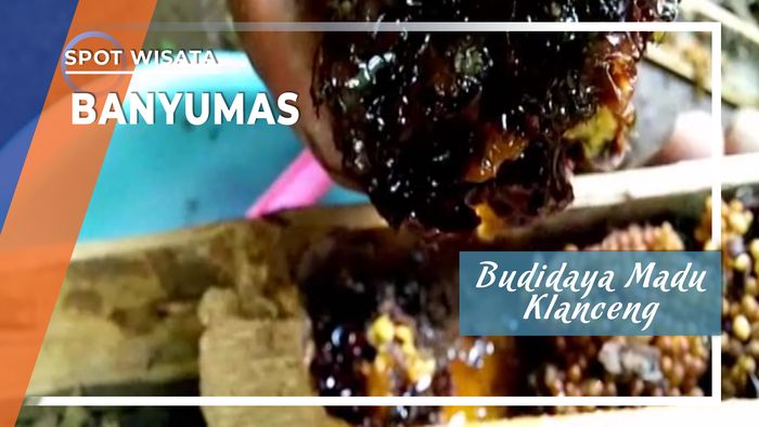 Budidaya Madu Klanceng, Banyumas