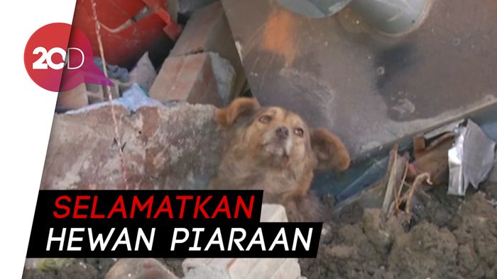 Detik-detik Evakuasi Kucing dan Anjing dari Longsor Bolivia