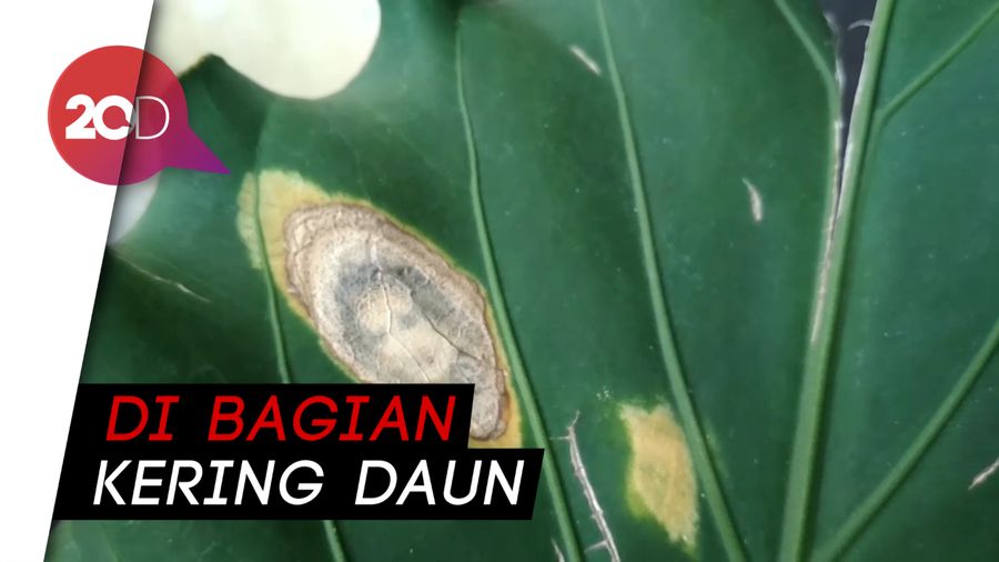 Geger Daun Mirip Wajah Manusia di Garut