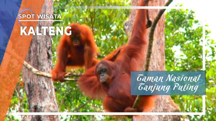 Orang Utan Taman Nasional Tanjung Puting, Kalimantan Tengah 