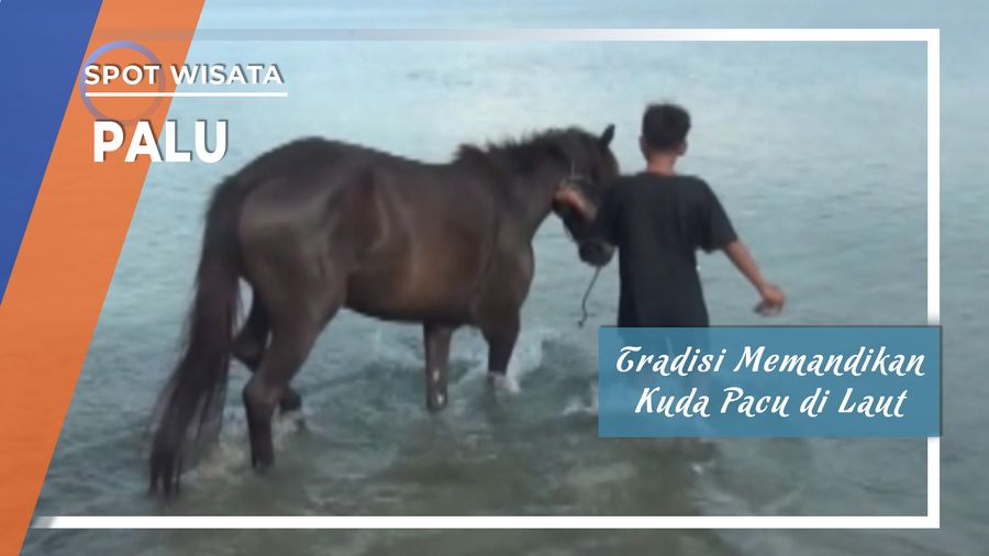 Mompadiu Jara, Tradisi Memandikan Kuda Pacu di Pantai Teluk Palu 