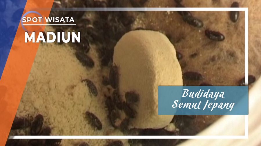 Budidaya Semut Jepang, Madiun