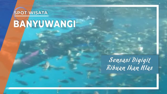Sensasi Digigit Ribuan Ikan Hias, Banyuwangi
