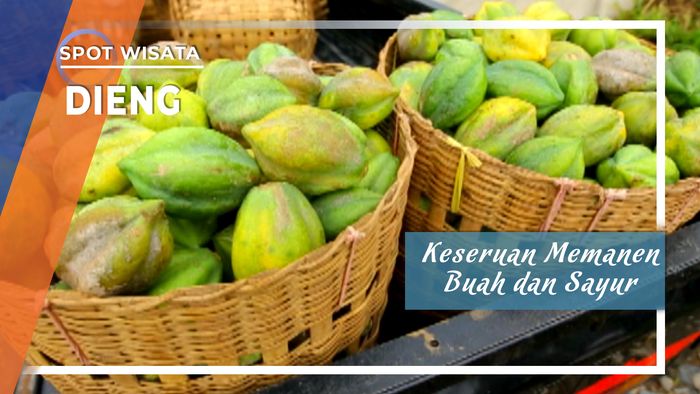 Keseruan Memanen Buah dan Sayur di  Kawasan Dieng