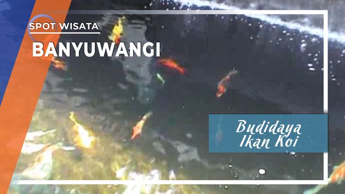 Budidaya Ikan Koi, Banyuwangi