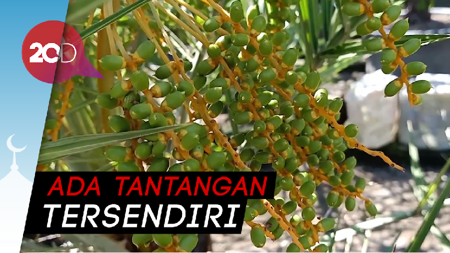 Keren! Pengasuh Ponpes di Kediri Sukses Budidayakan 14 Jenis Kurma