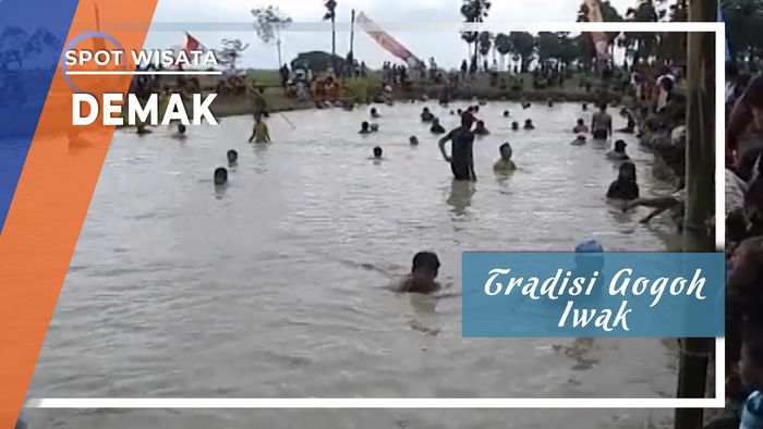 Tradisi Gogoh Iwak di Desa Candisari, Mranggen Demak