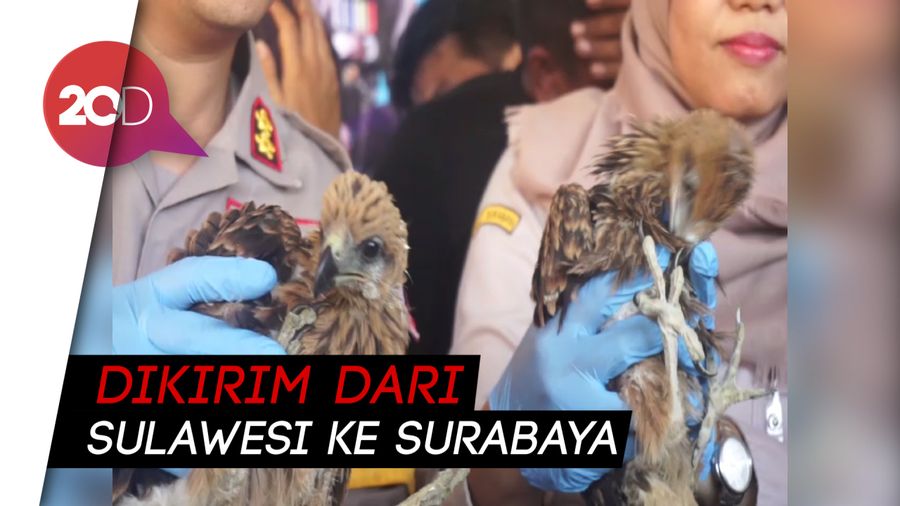 Kejam! Ular hingga Biawak Diselundupkan dan Dimasukkan ke Botol