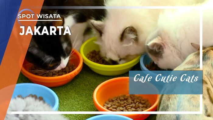 Cafe Cutie Cats, Wahana Bermain Pencinta Kucing Jakarta 