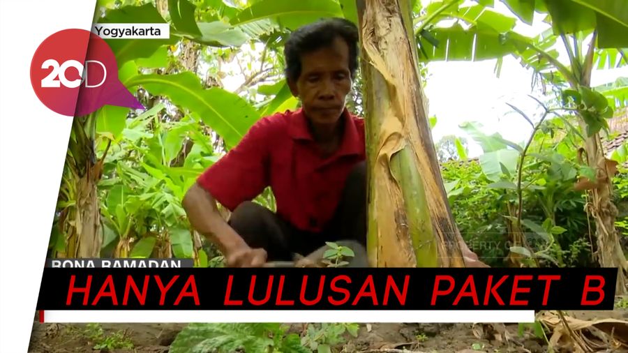 Seluk-beluk Profesor Pisang dari Bantul Bernama Lasiyo