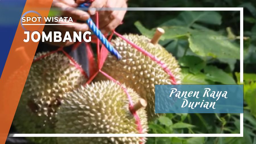 Panen Raya Durian Jombang